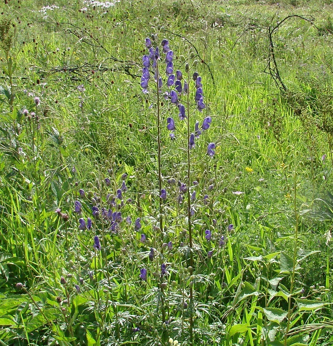 Изображение особи Aconitum baicalense.