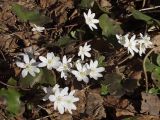 Hepatica nobilis. Цветущее растение (белоцветковая форма). Московская обл., г. Дубна, лесопарк. 27.03.2007.