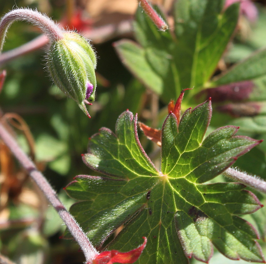 Изображение особи род Geranium.