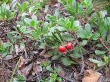 Arctostaphylos uva-ursi