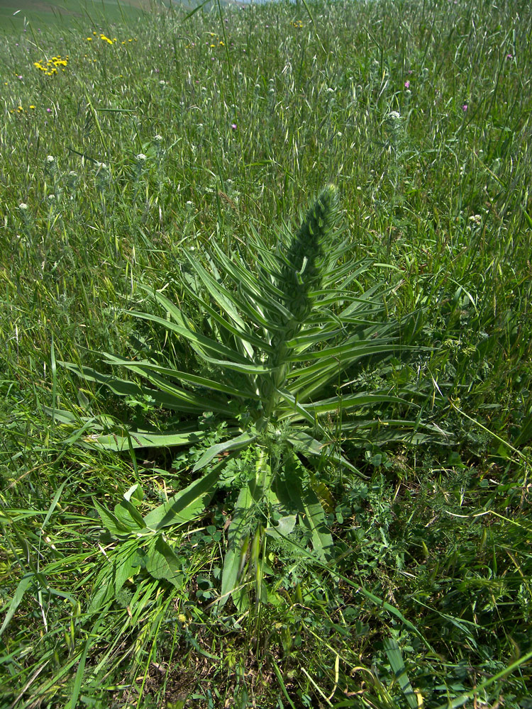 Image of Echium biebersteinii specimen.