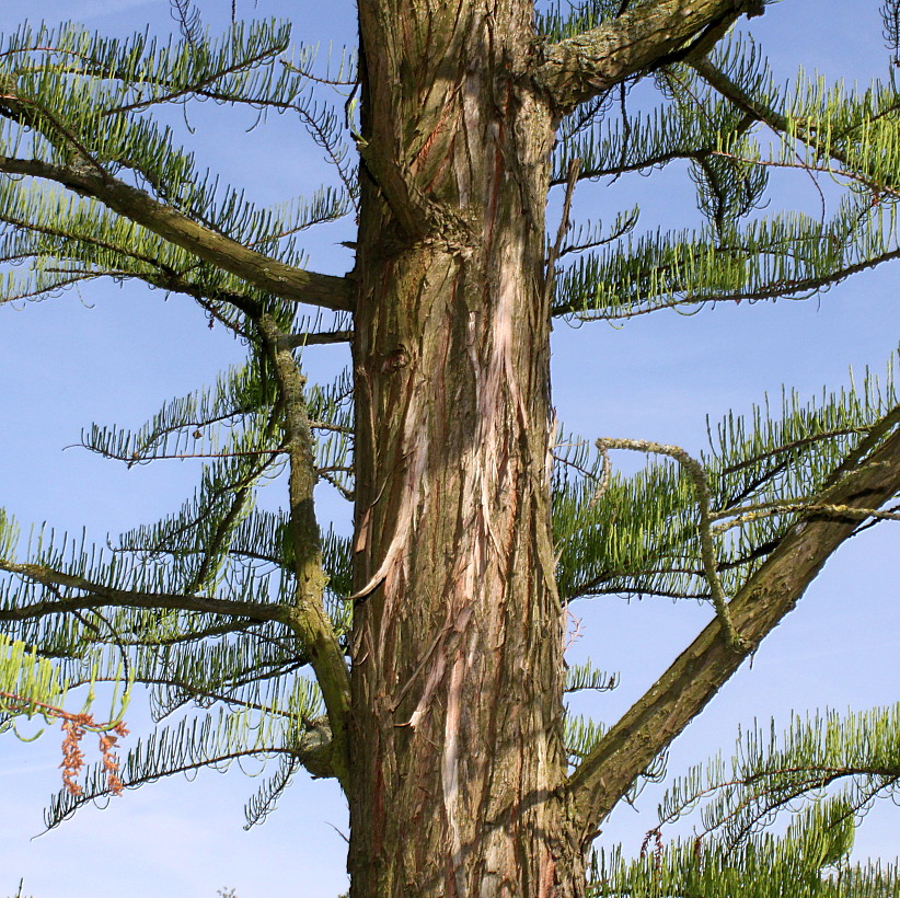 Image of Taxodium distichum specimen.