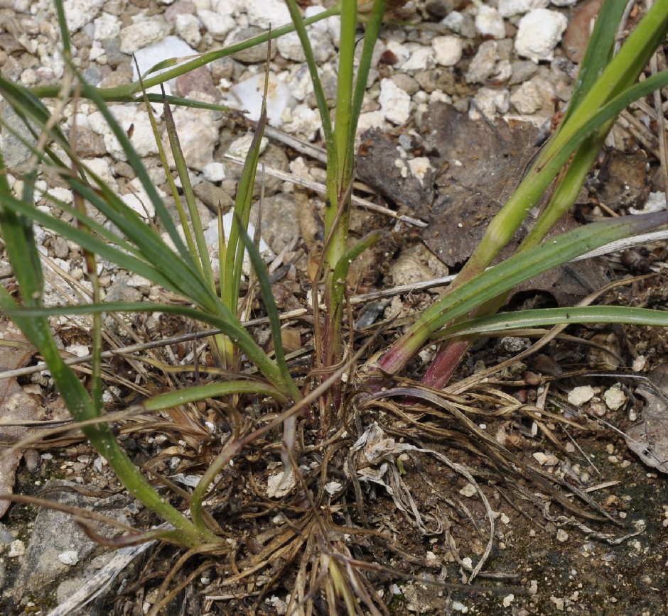 Image of Dianthus cruentus specimen.