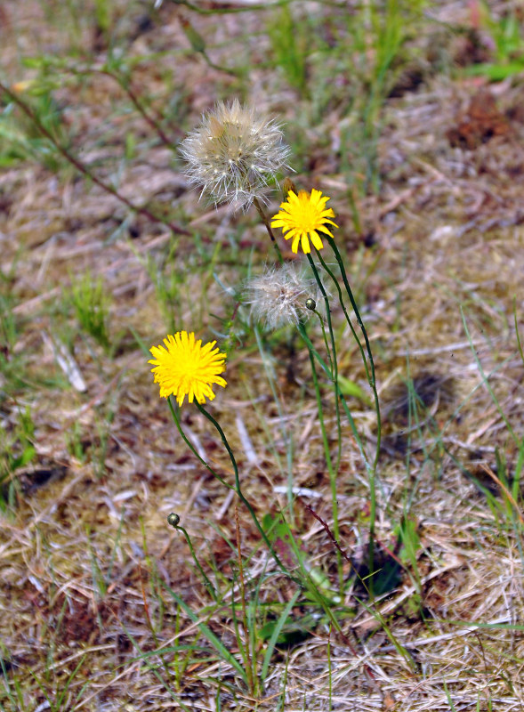 Image of Scorzoneroides autumnalis specimen.