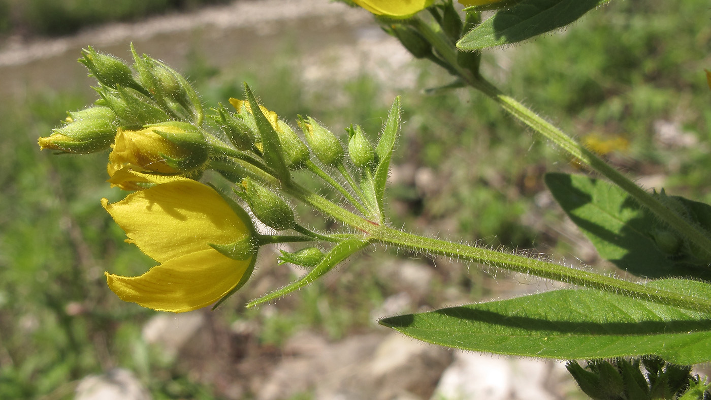 Image of Lysimachia verticillaris specimen.