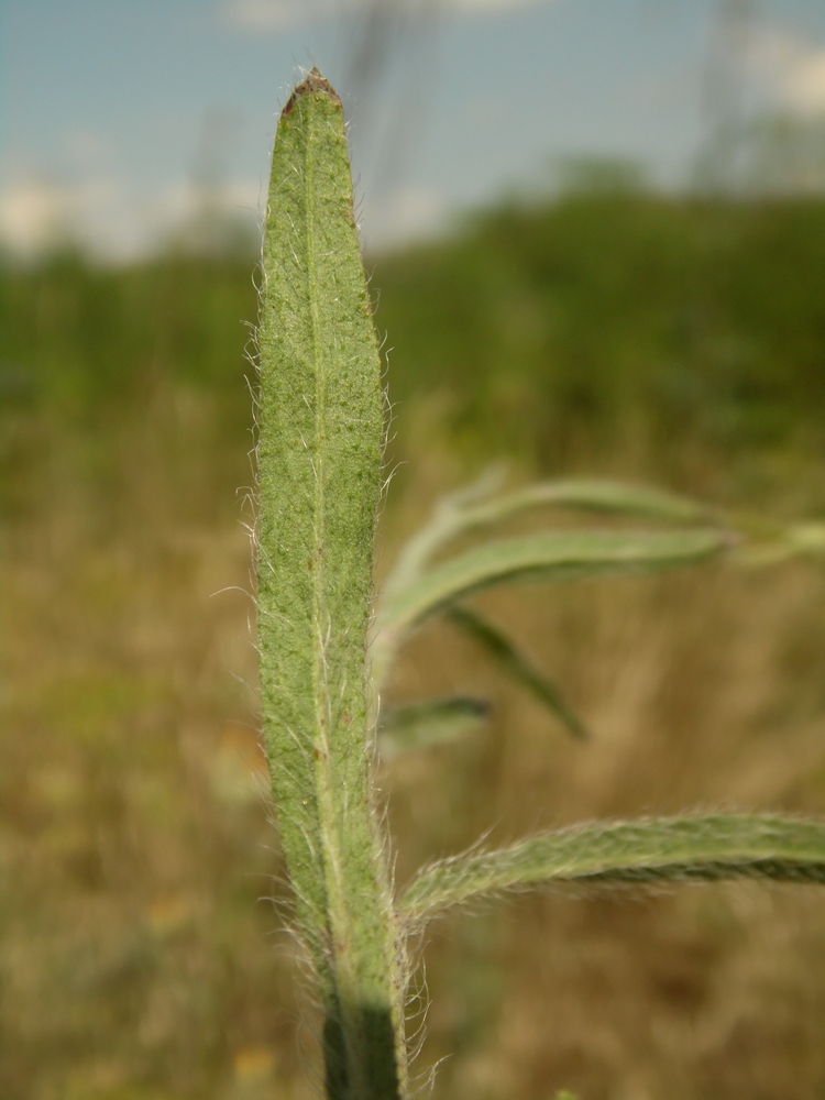 Изображение особи Pilosella echioides.