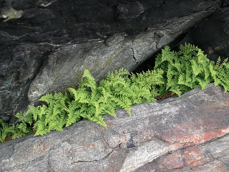 Image of Cystopteris fragilis specimen.