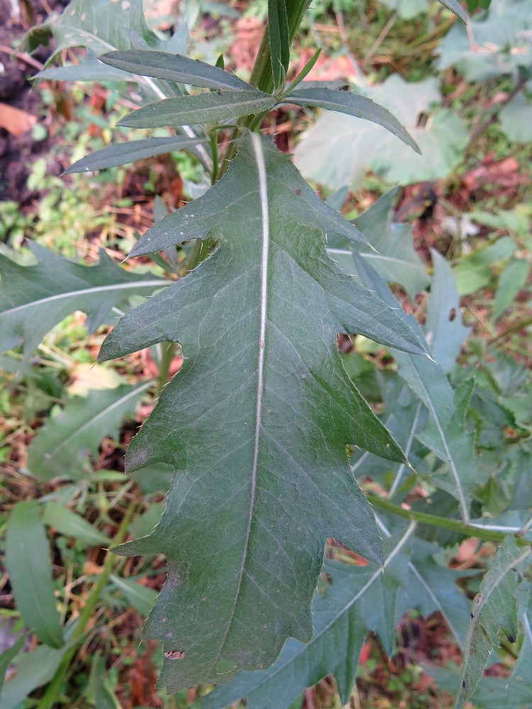 Image of Cirsium setosum specimen.