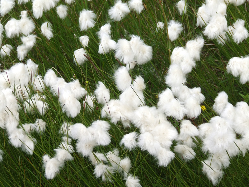 Image of Eriophorum scheuchzeri specimen.