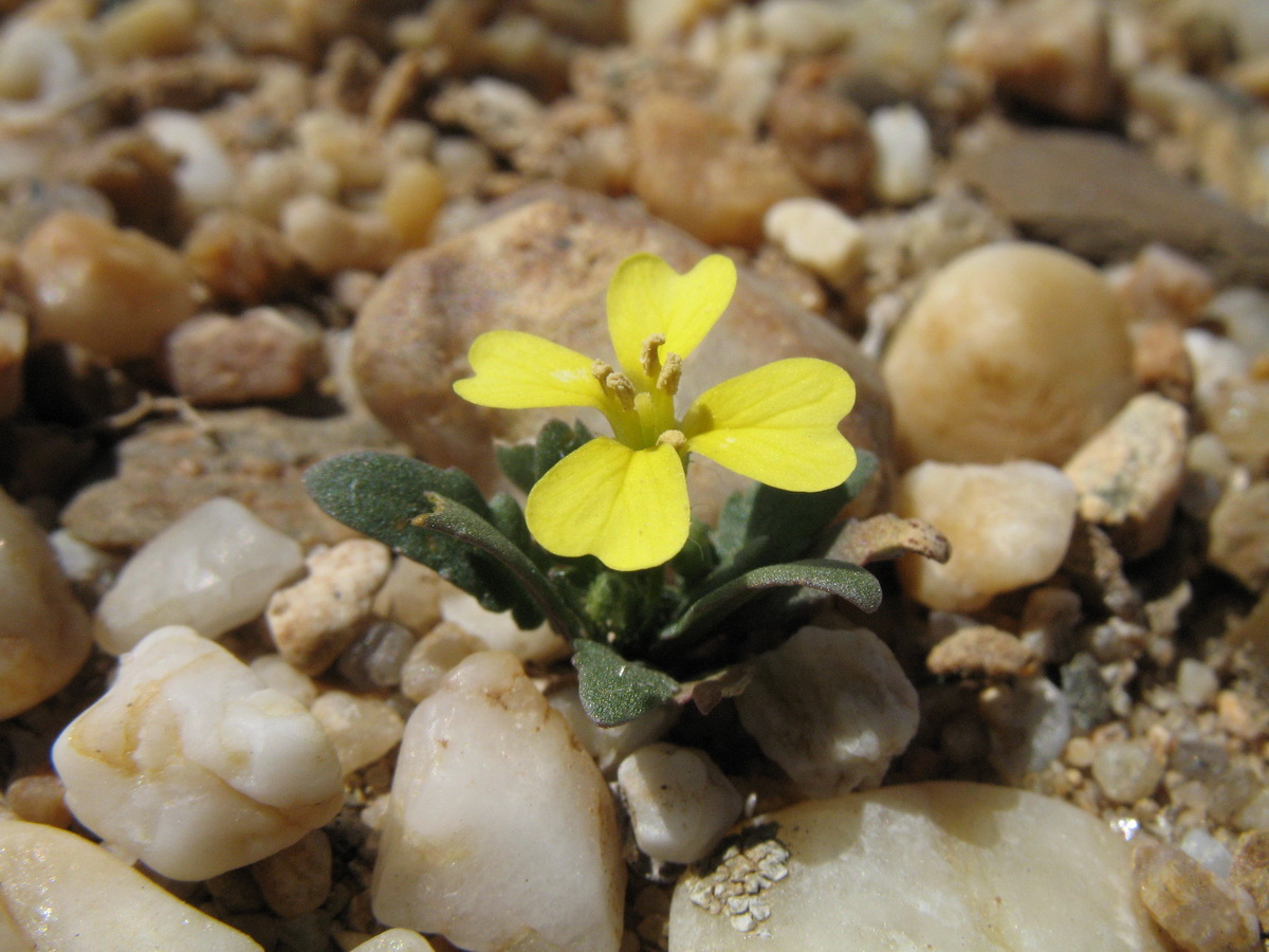 Image of Chorispora sibirica specimen.