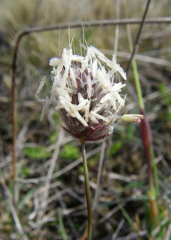 Image of Alopecurus vaginatus specimen.