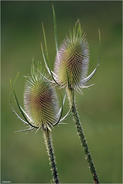 Изображение особи Dipsacus fullonum.