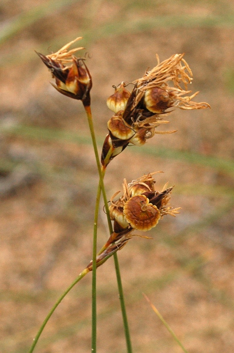Image of Carex physodes specimen.