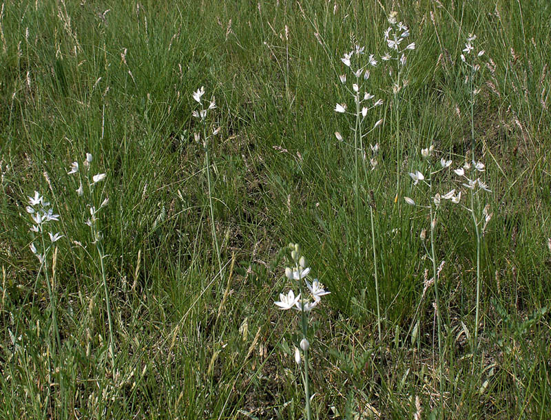 Image of Ornithogalum fischerianum specimen.