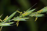 Elytrigia repens