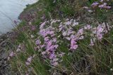 Phlox sibirica