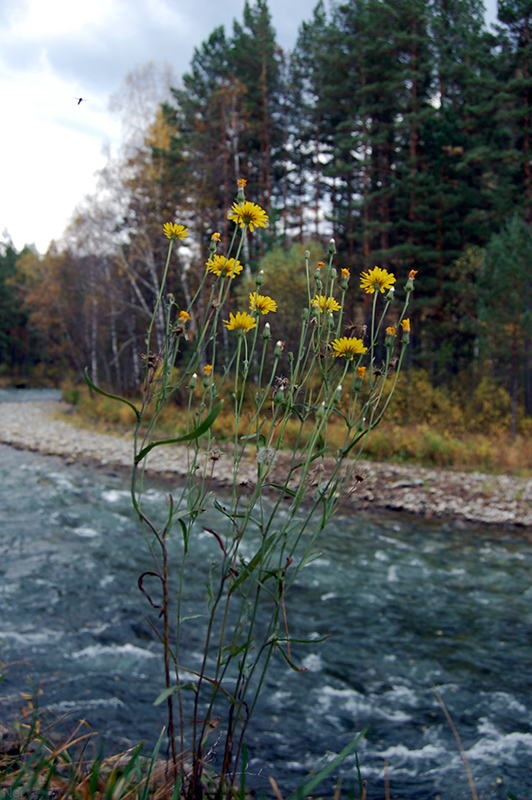 Image of Crepis tectorum specimen.