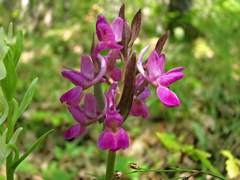 Изображение особи Dactylorhiza romana.