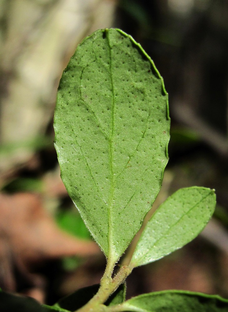 Image of Vaccinium vitis-idaea specimen.