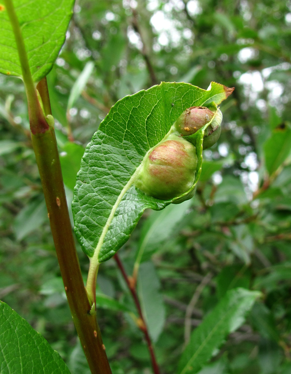 Изображение особи Salix phylicifolia.