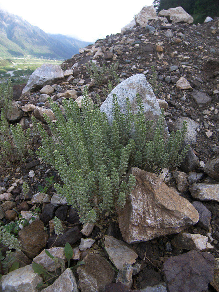 Image of Alyssum alyssoides specimen.