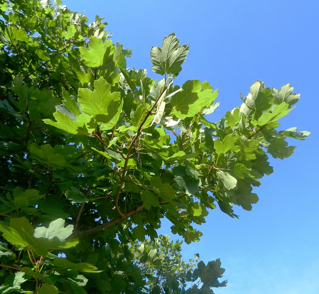 Image of Acer opalus specimen.