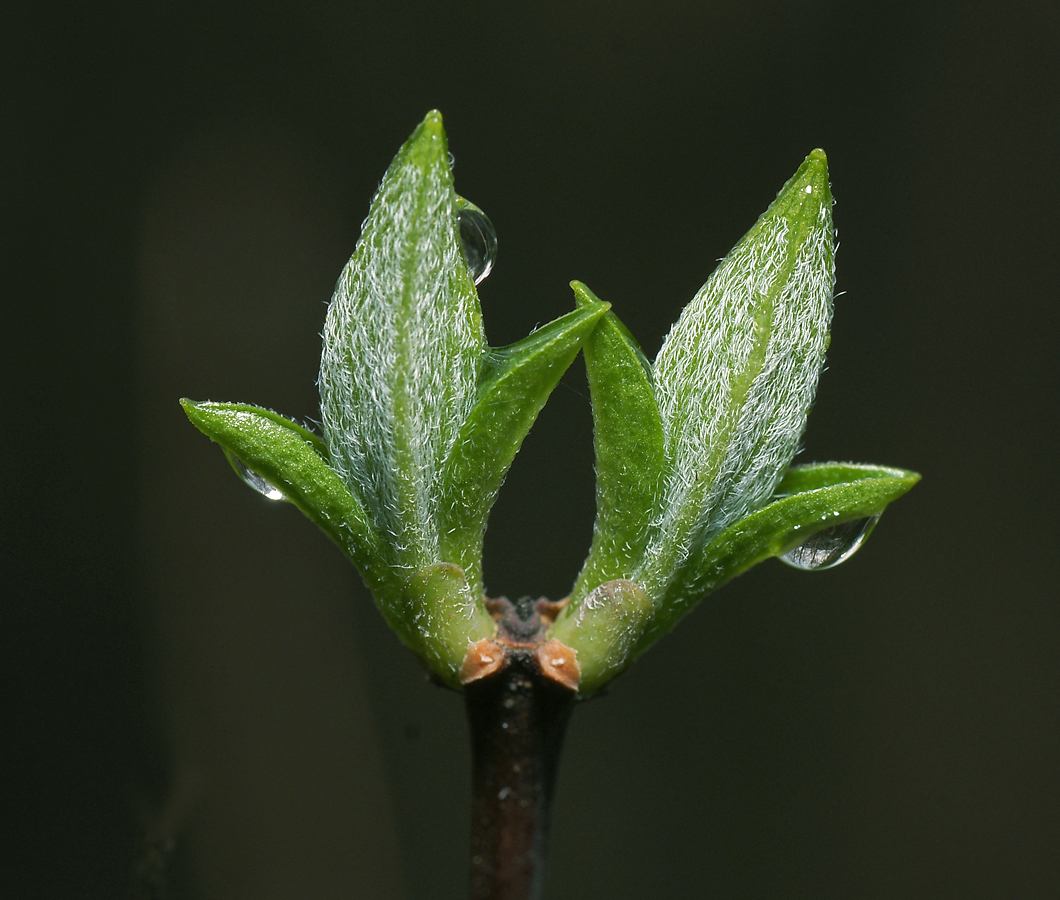 Image of Philadelphus coronarius specimen.