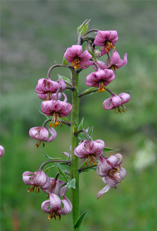 Image of Lilium pilosiusculum specimen.