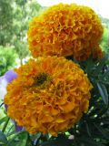 Tagetes erecta. Соцветия. Подмосковье, Одинцовский р-н, г. Кубинка, в культуре.30.06.2009.