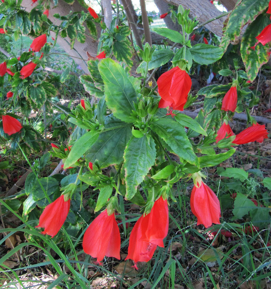 Image of Malvaviscus penduliflorus specimen.