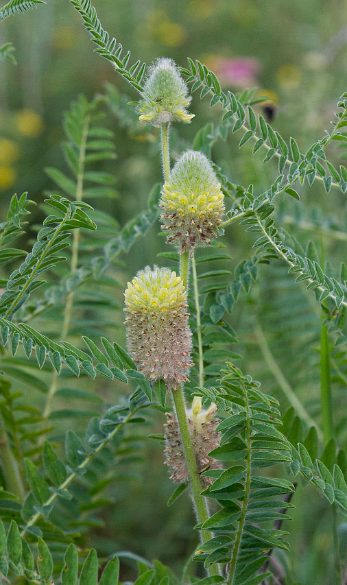 Image of Astragalus alopecurus specimen.