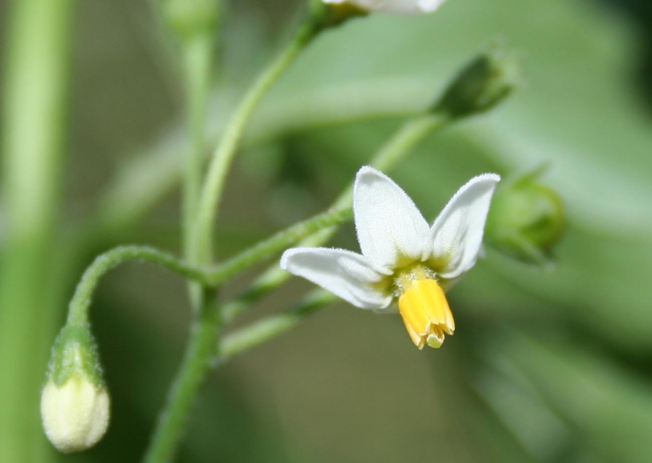 Изображение особи Solanum nigrum.