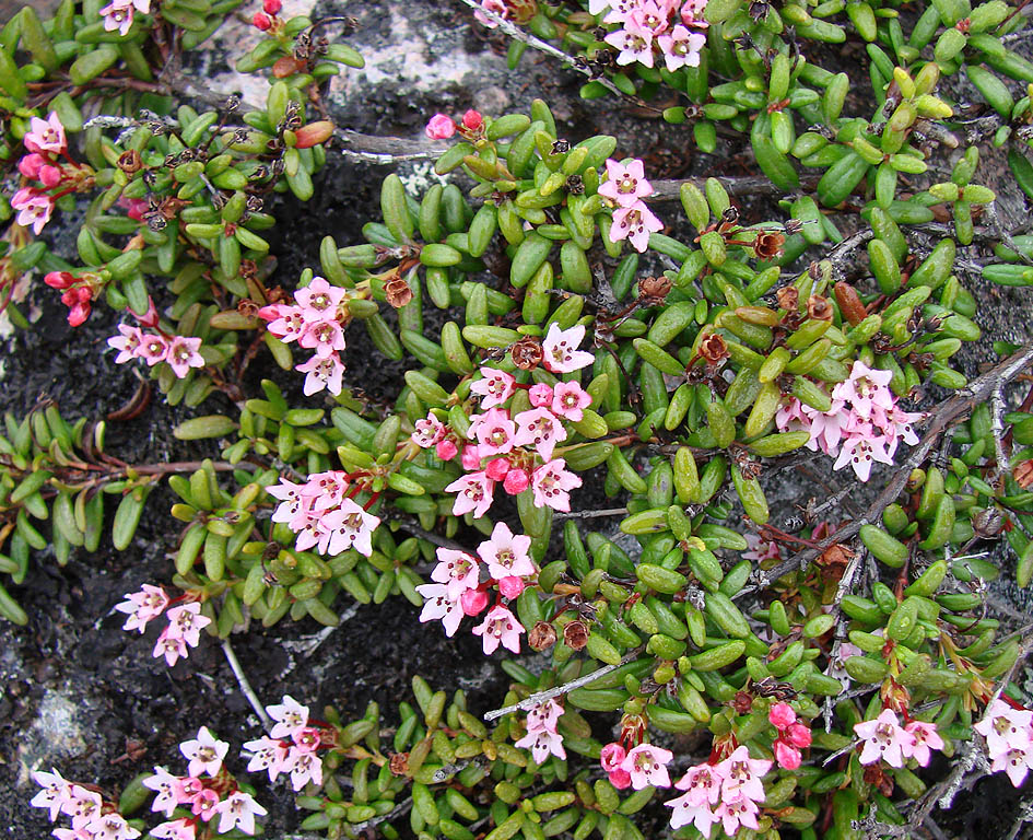 Image of Loiseleuria procumbens specimen.