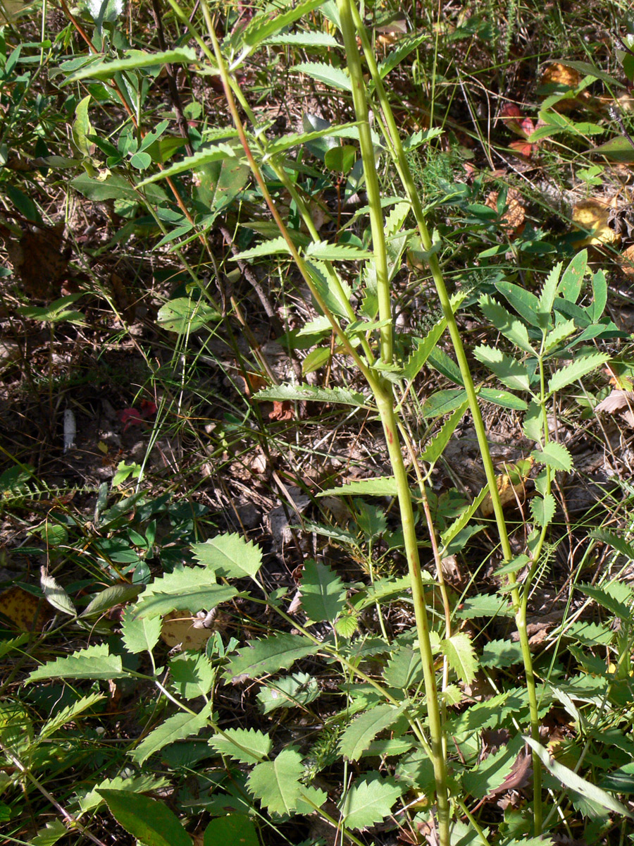 Image of Sanguisorba officinalis specimen.