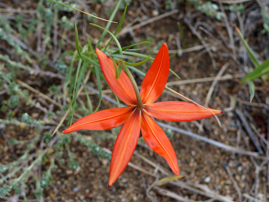 Image of Lilium pumilum specimen.