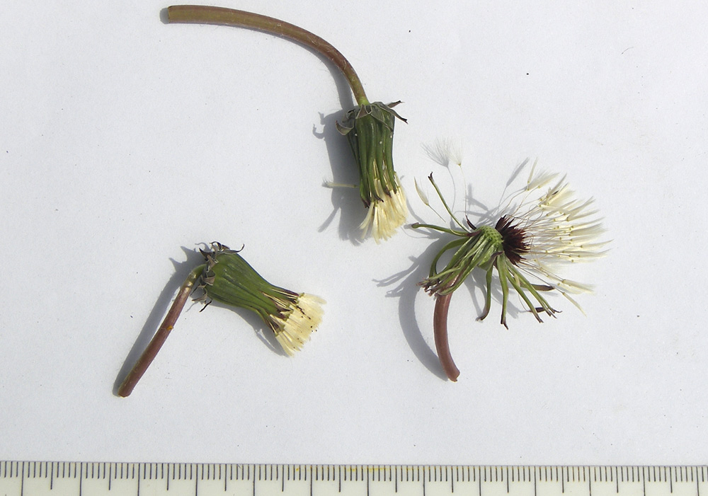 Изображение особи Taraxacum erythrospermum.