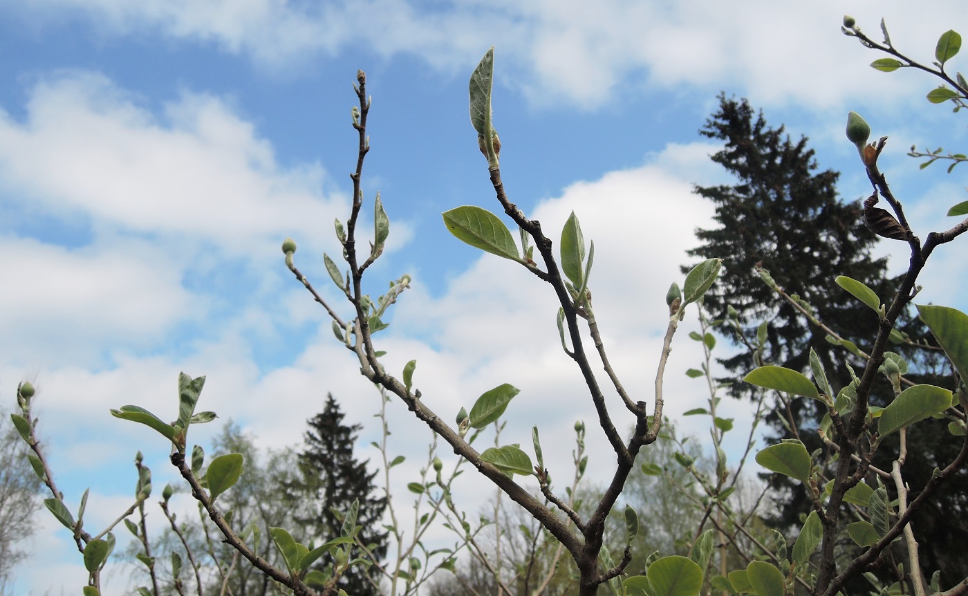 Image of Magnolia sieboldii specimen.