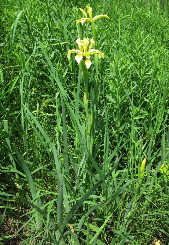 Изображение особи Iris halophila.