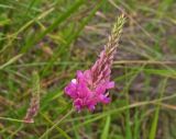 Onobrychis miniata