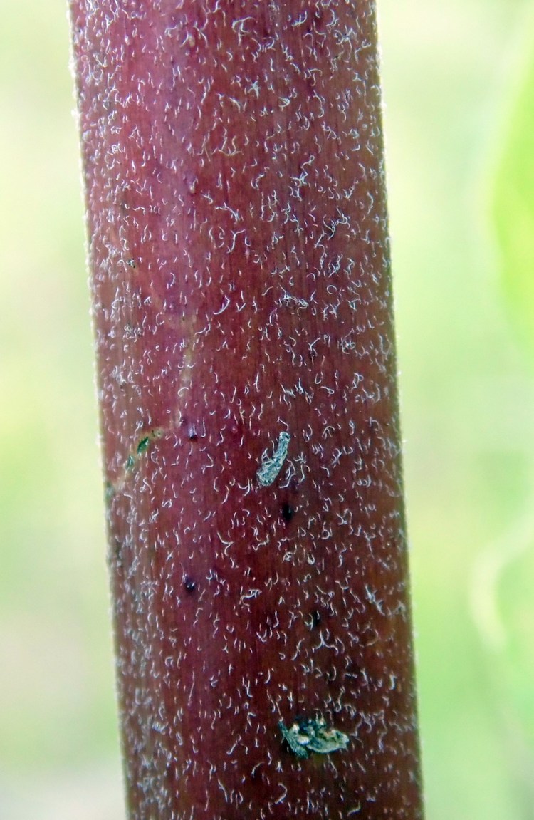 Image of Asclepias syriaca specimen.