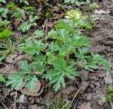 Corydalis nobilis. Расцветающее растение. Подмосковье, в культуре. 02.05.2016.