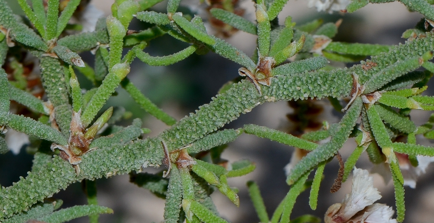 Изображение особи Limonium papillatum.