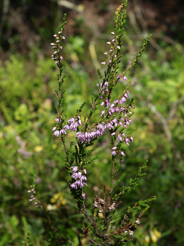 Image of Calluna vulgaris specimen.