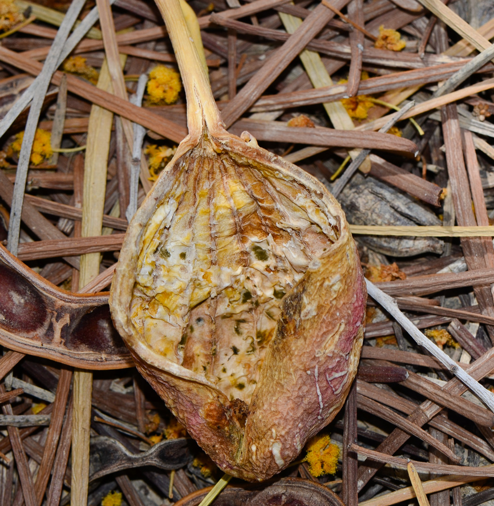 Image of Capparis cartilaginea specimen.