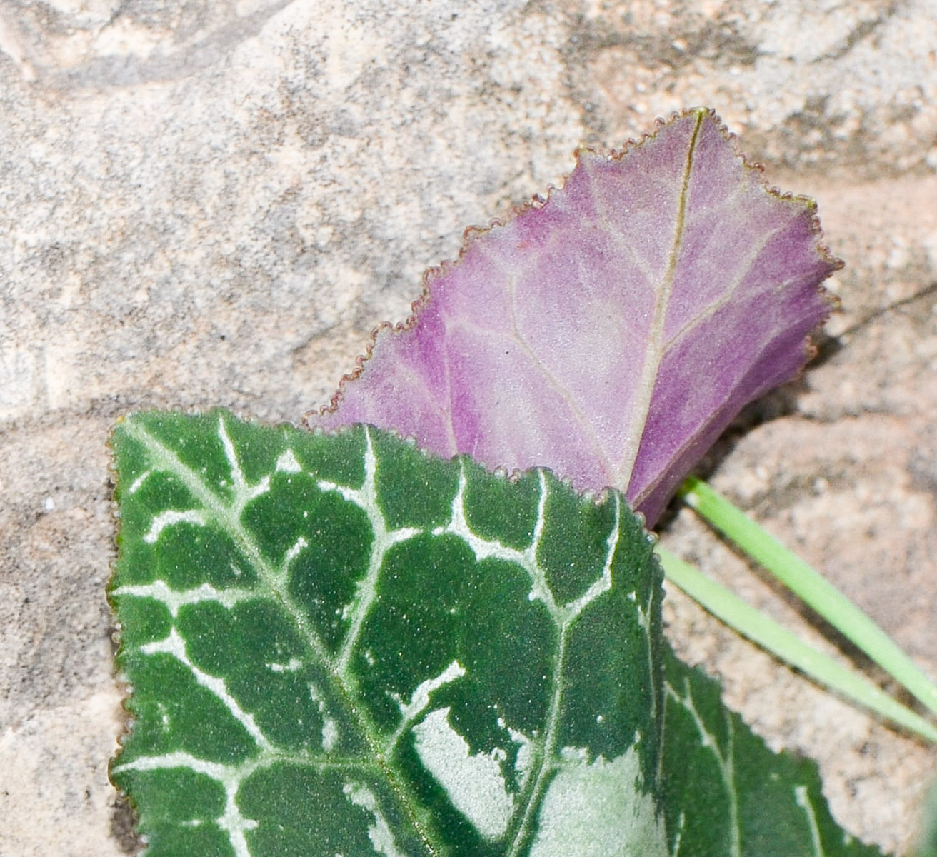 Image of Cyclamen persicum specimen.