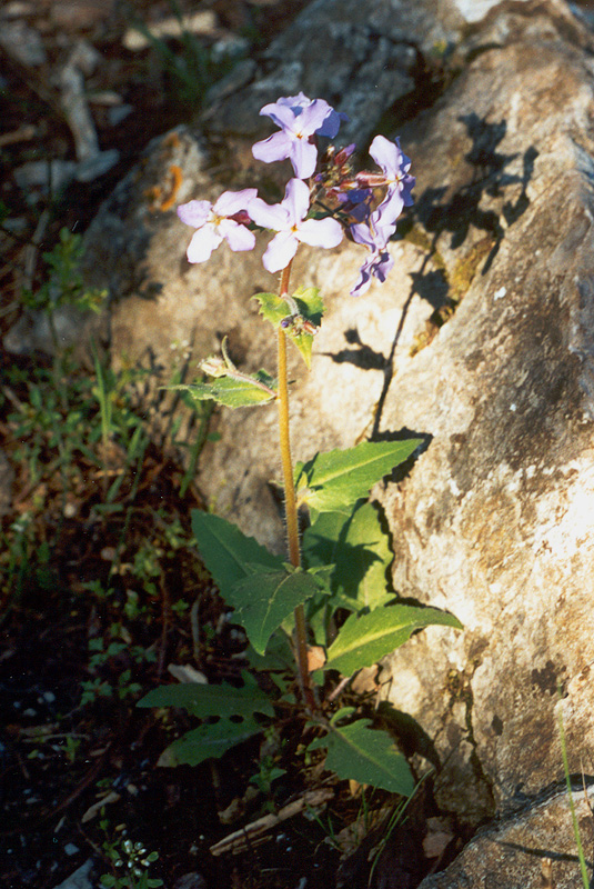 Image of Hesperis steveniana specimen.