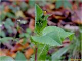 Sonchus asper. Верхушка побега с нераскрывшимся и отцветшим соцветиями-корзинками. Украина, Ивано-Франковская обл., Болеховский горсовет, Поляницкий региональный ландшафтный парк, ур. Каменный, буковый лес. 06.10.2016.