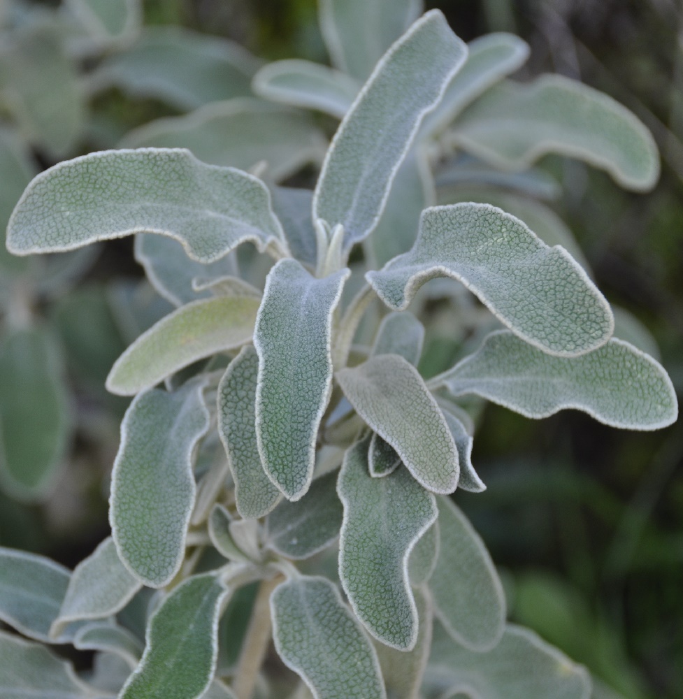 Изображение особи Phlomis fruticosa.