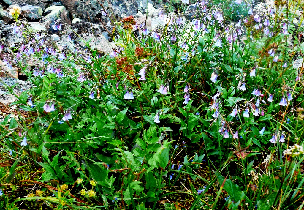 Image of Mertensia rivularis specimen.