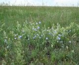 genus Linum. Цветущие растения на лугу в сообществе с Galium. Иркутская обл., Усольский р-н, окр. пос. Биликтуй. 10.07.2016.